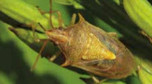 Use pesticide to control spring insects